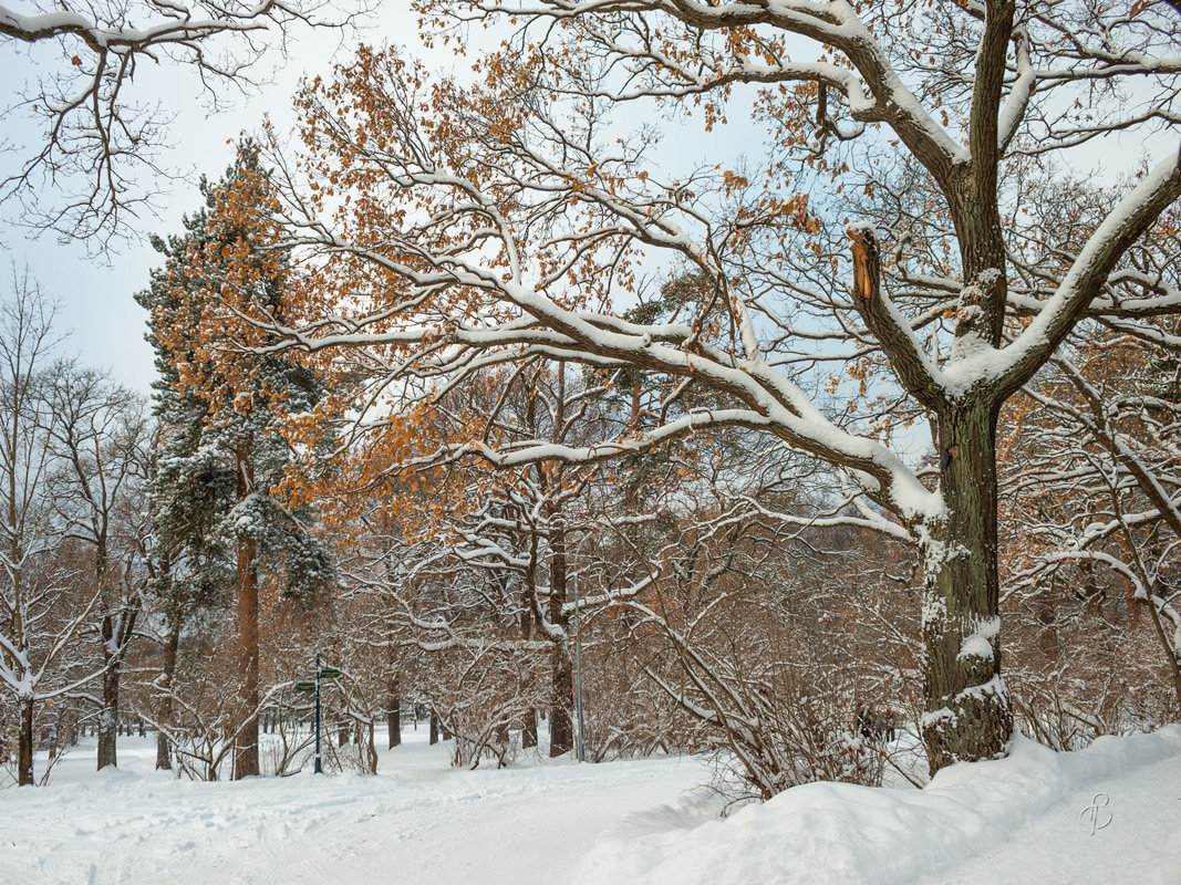 Снежный ноябрь - Виталий 