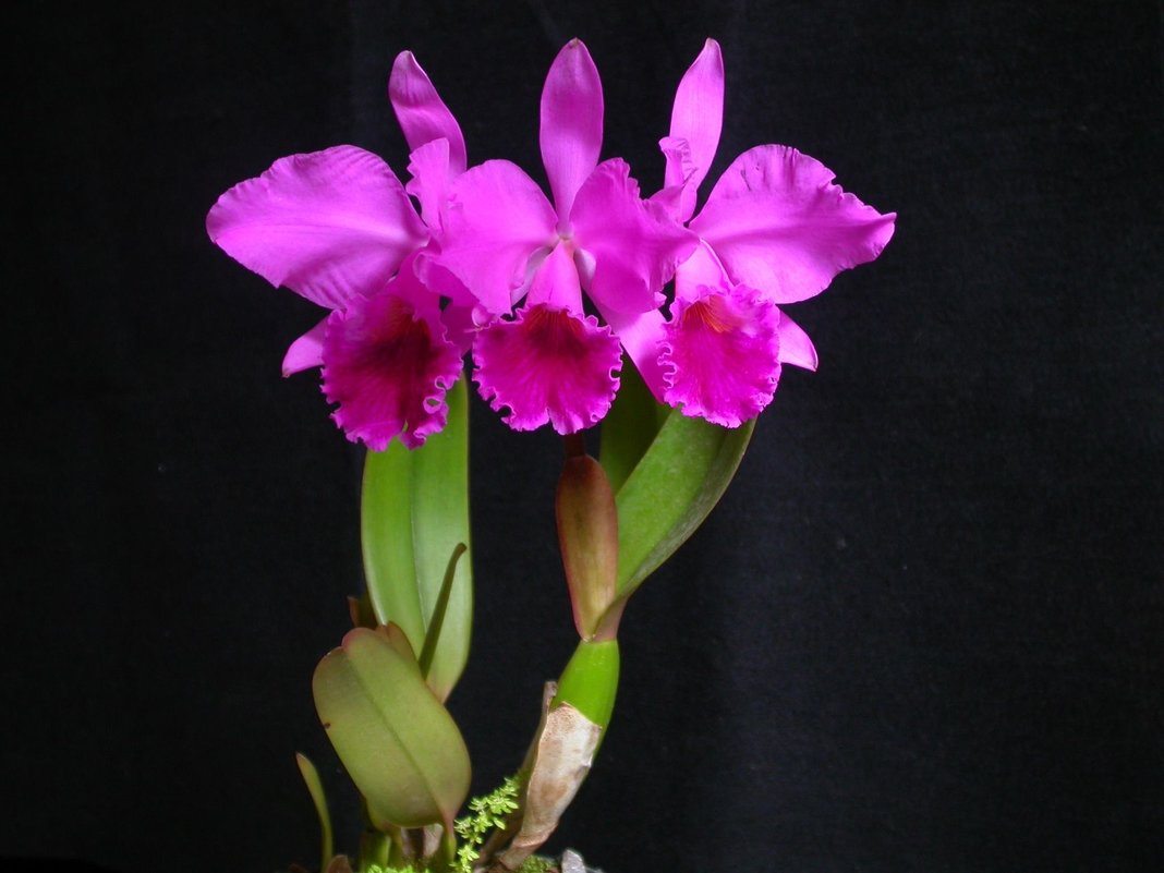 Orquídeas - Edgar Diaz