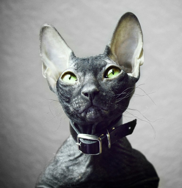 Сфинкс, портрет моего кота. - Марина Влади-на