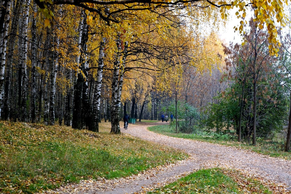 Осень, осень, лес остыл и листья сбросил... - Олег Чернов