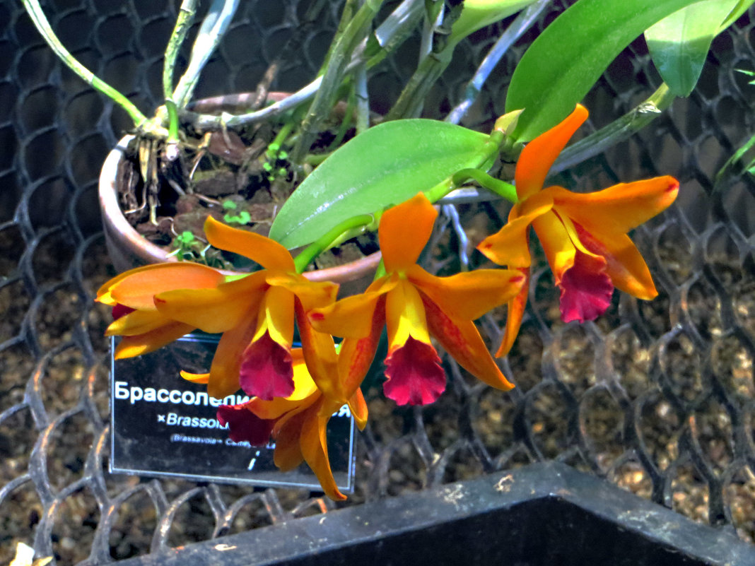 Орхидея - татьяна петракова