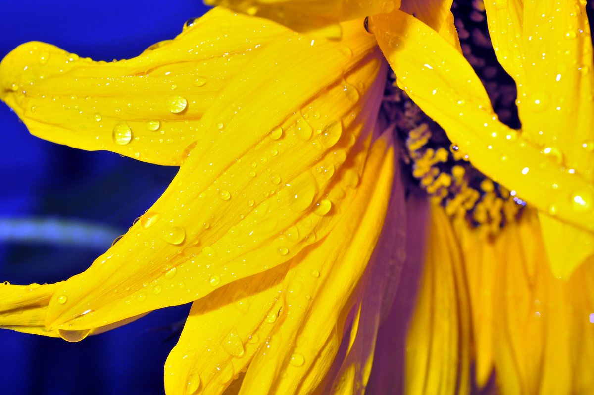 Sunflower petals with water drops - valery60 