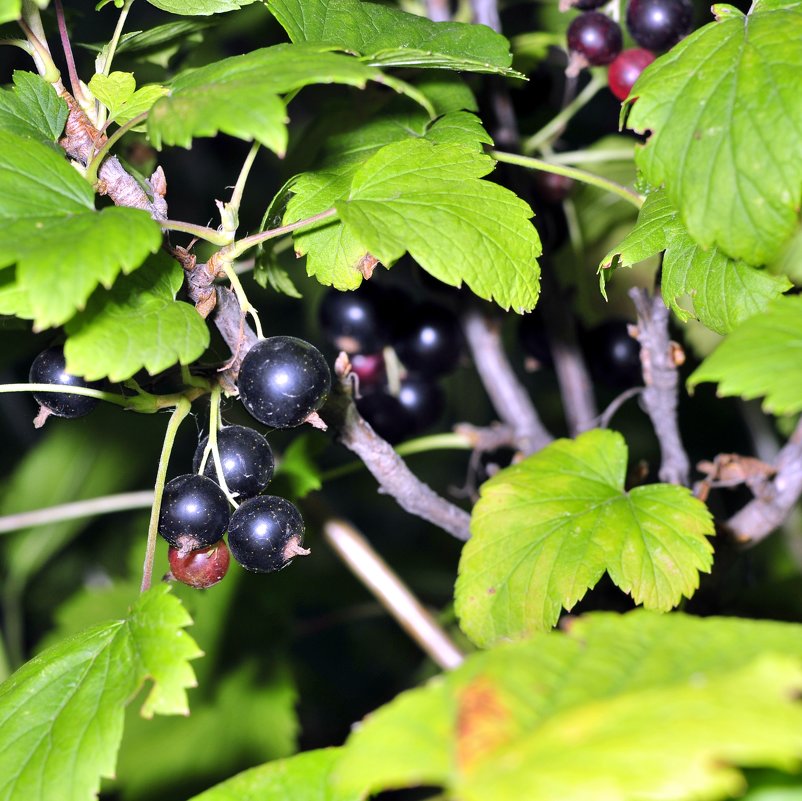 black currant on a branch in the garden - valery60 