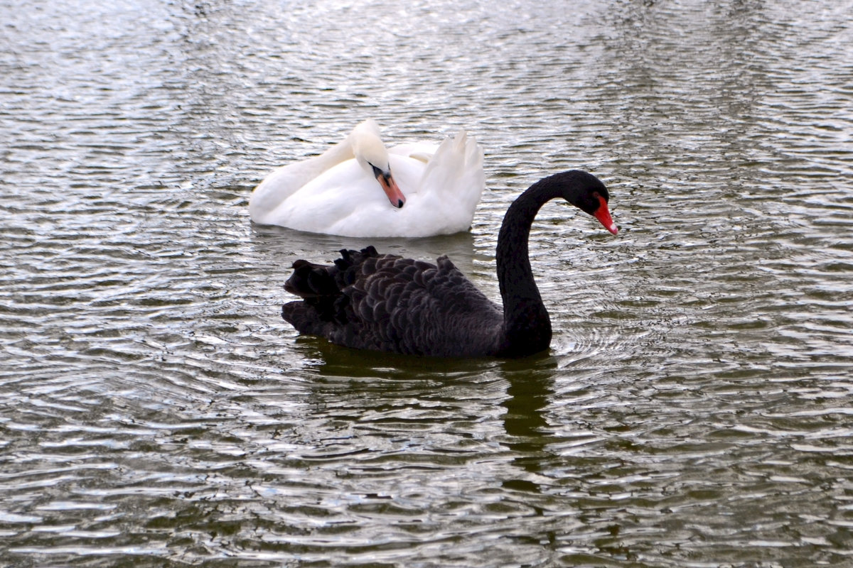 Лебеди черный и белый - Nina Streapan
