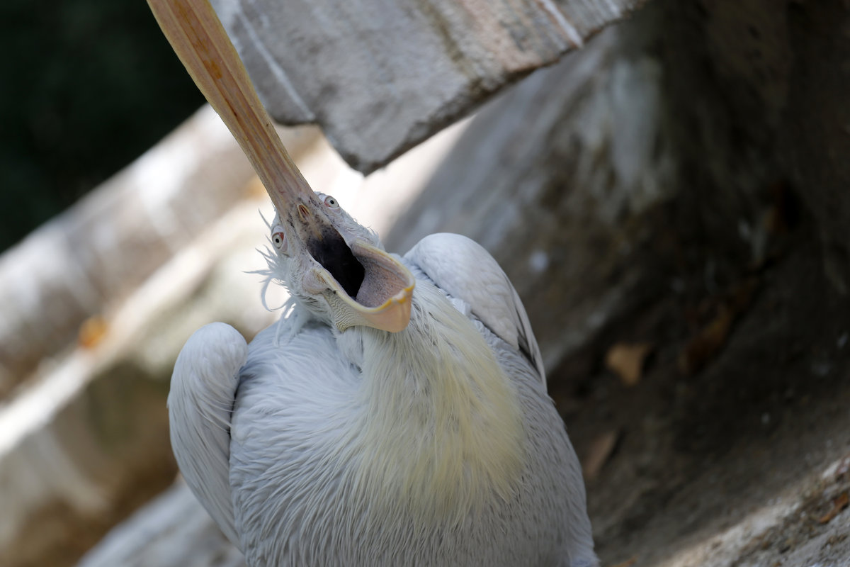 Голодный пеликан - Мария Самохина