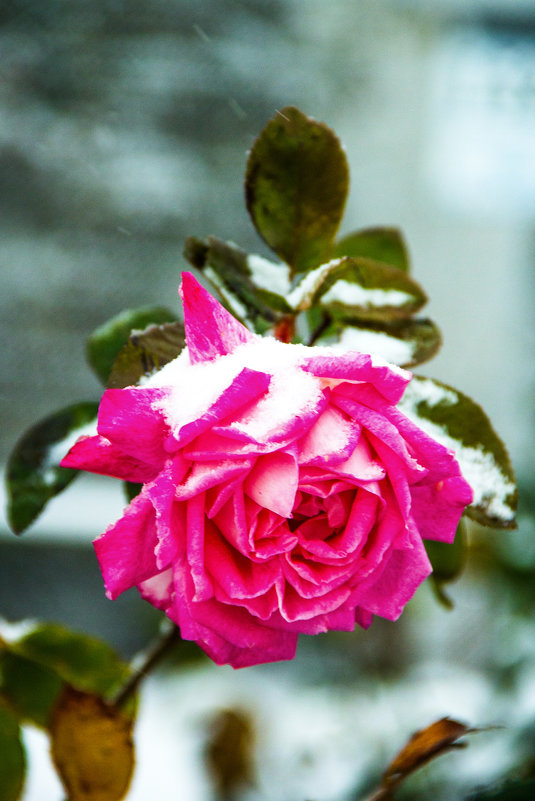 роза в снегу - Oksana Verkhoglyad