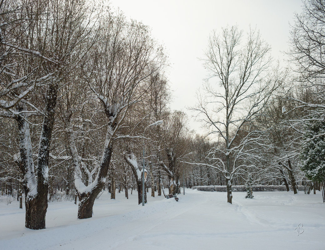 Снежный ноябрь 5 - Виталий 