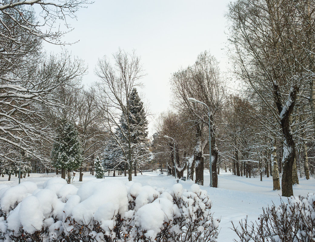 Снежный ноябрь 2 - Виталий 