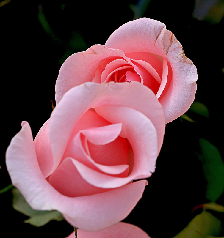 Розовая нежность - Светлана 