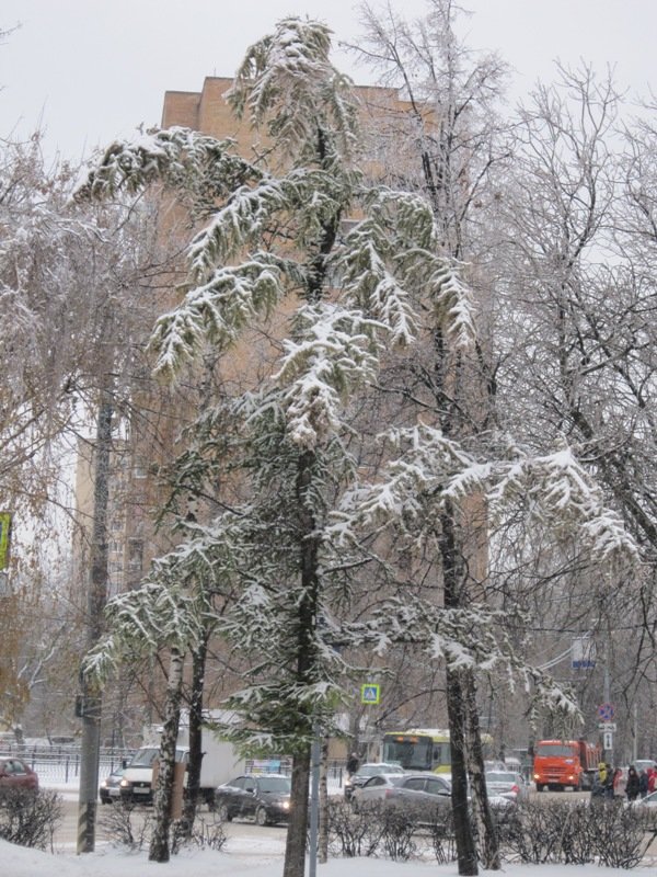 В город пришла зима - Дмитрий Никитин