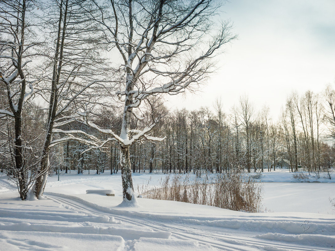 Снежный ноябрь 9 - Виталий 