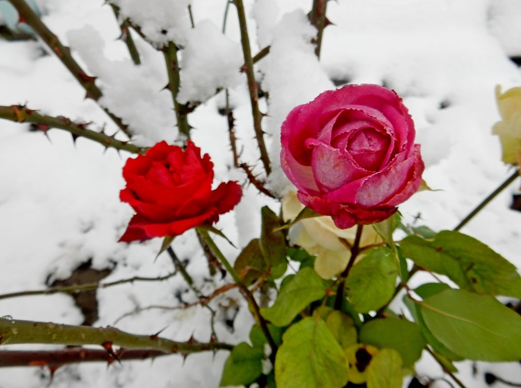 Розы во дворе - Владимир 