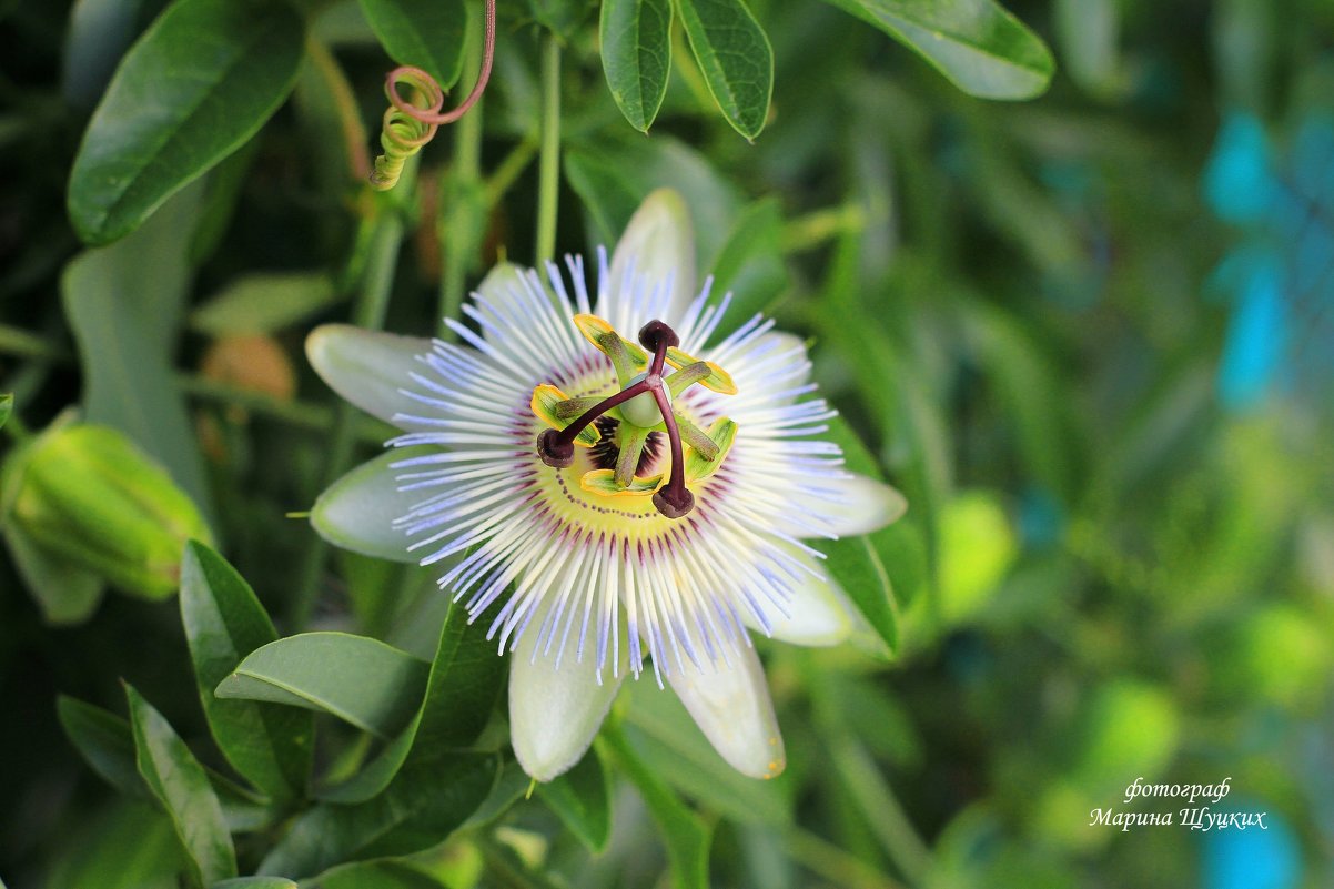 Пассифлора (Страстоцвет), (Passiflora).  – роскошная вечнозеленая лиана с невиданной красоты цветами - Марина Щуцких