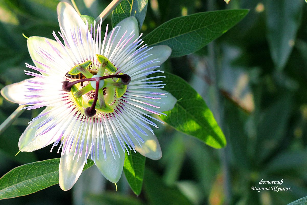 Пассифлора (Страстоцвет), (Passiflora).  – роскошная вечнозеленая лиана с невиданной красоты цветами - Марина Щуцких