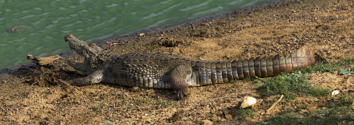 Крокодил в Национальном Парке Яла, Шри - Ланка - Денис Голиков