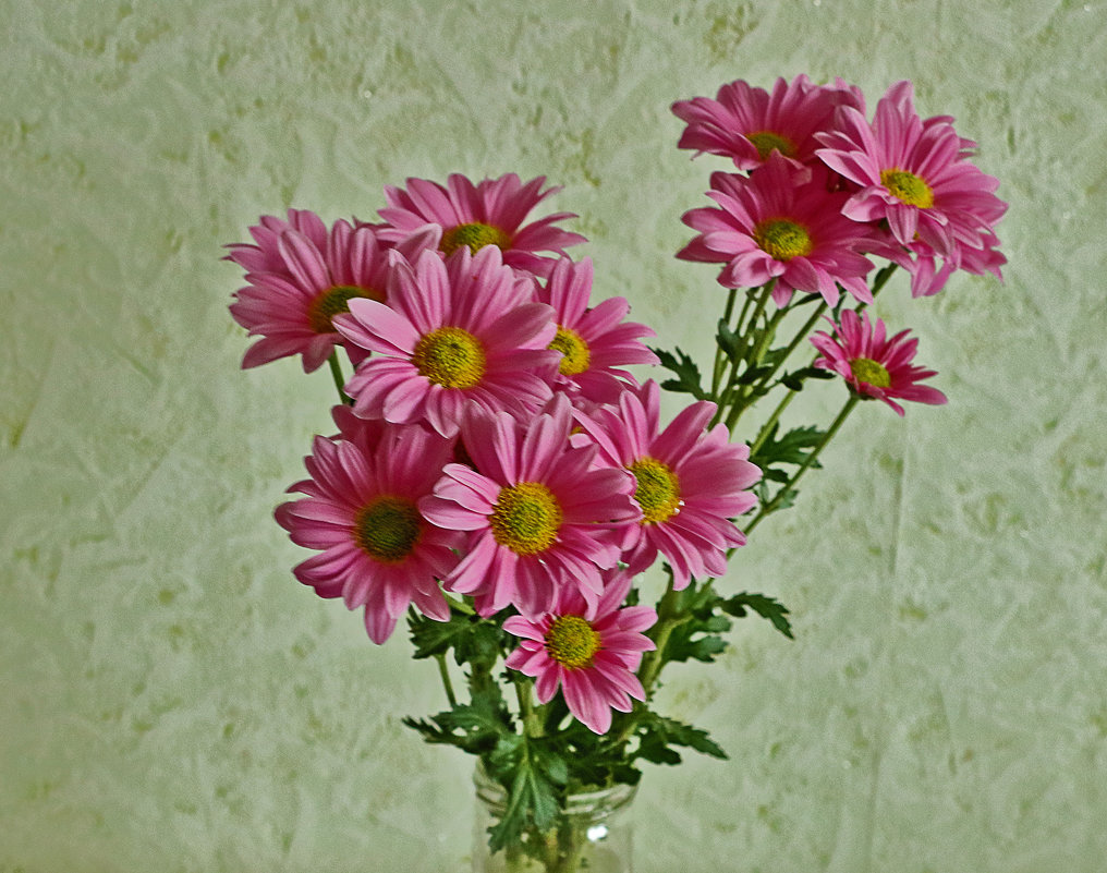 Розовые голландские хризантемы - Светлана 