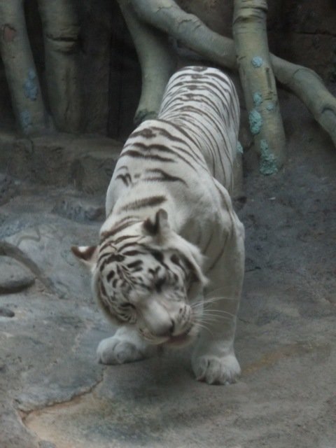 Белый тигр - Дмитрий Никитин