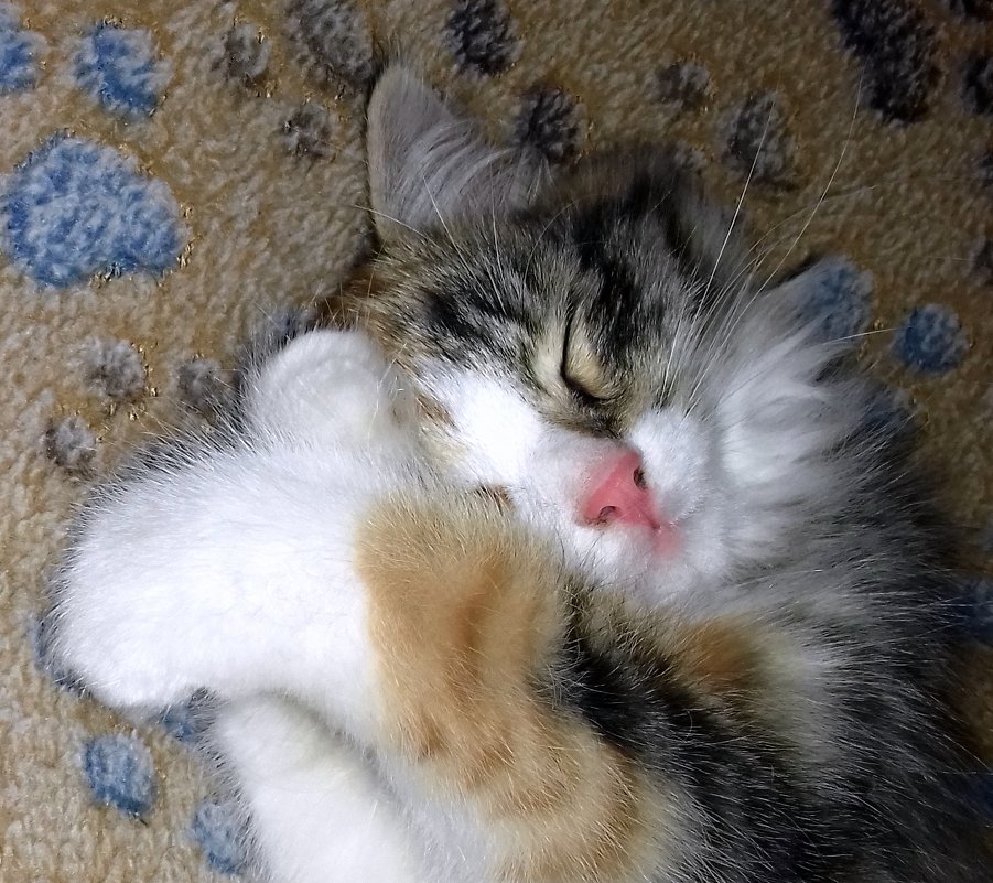 Спят усталые котята - Елена Якушина