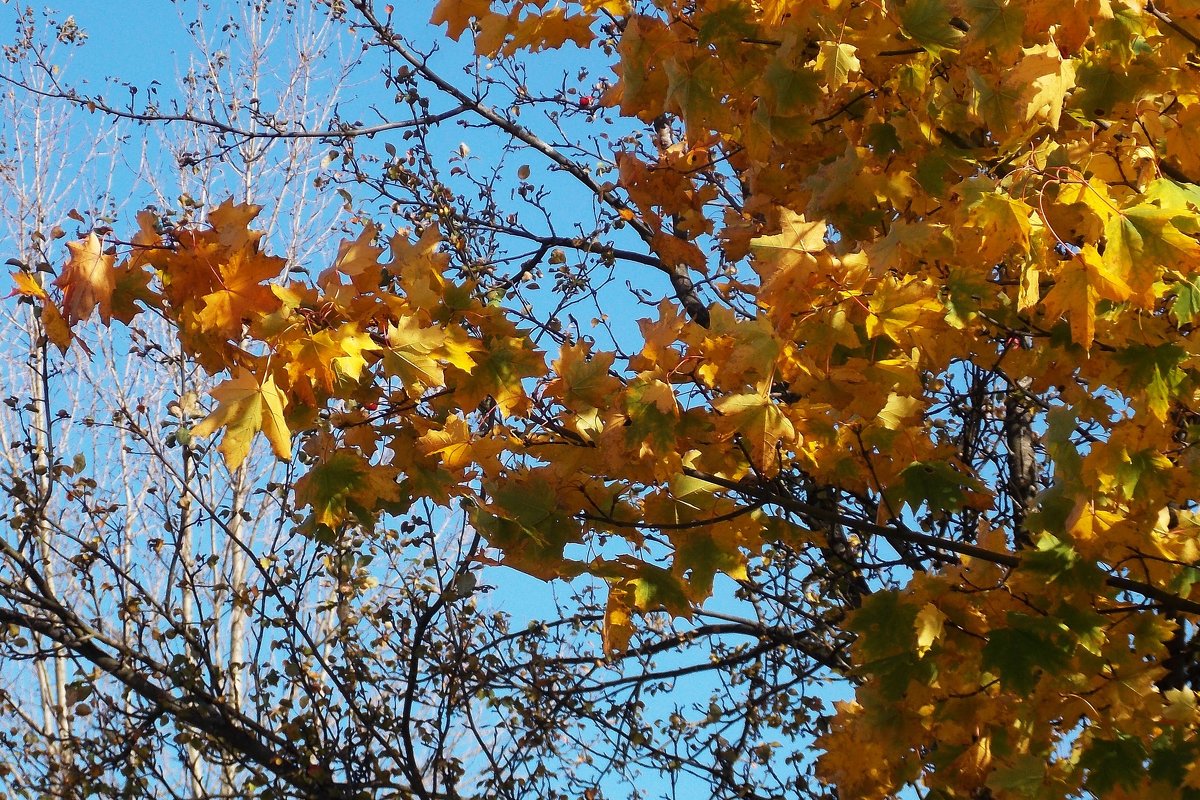 Осенние листья-1. Яркое солнышко. - Фотогруппа Весна