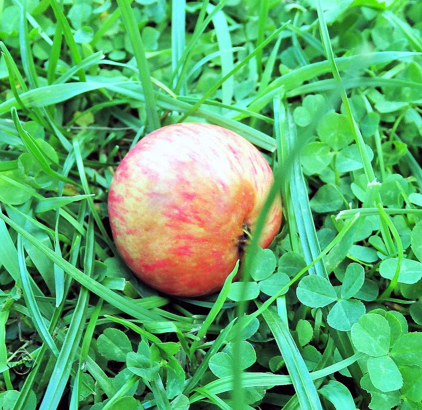 Яблоко на траве - U. South с Я.ру