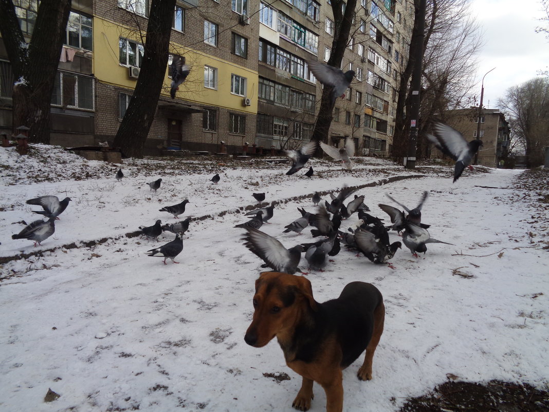 Украинский пёс Сирко охраняет голубей мира на майдане... - Алекс Аро Аро