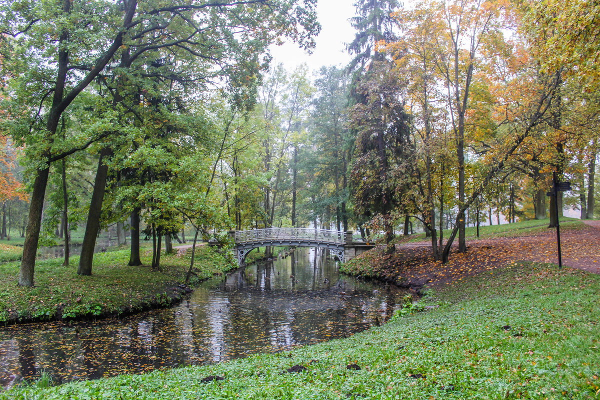 Туманная осень - Алёнка Шапран