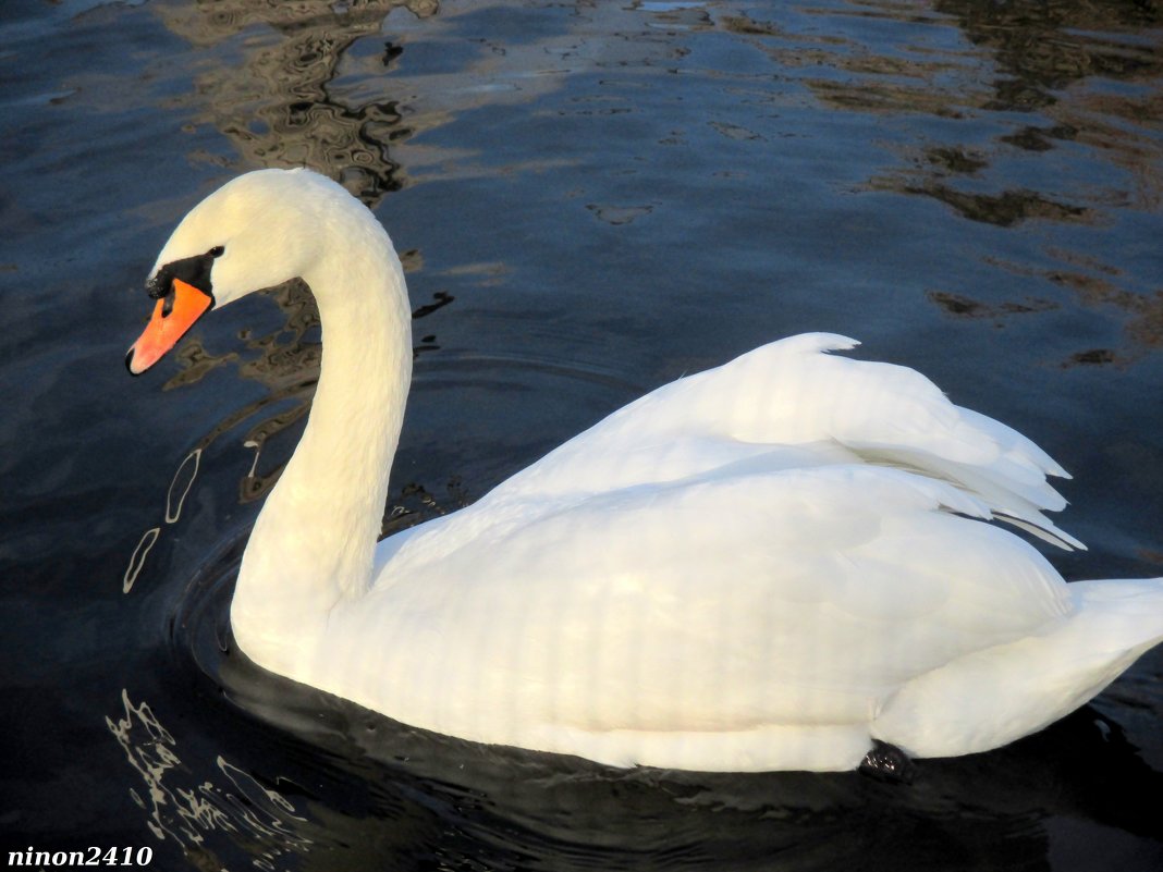 "Белый лебедь на пруду..." - Нина Бутко