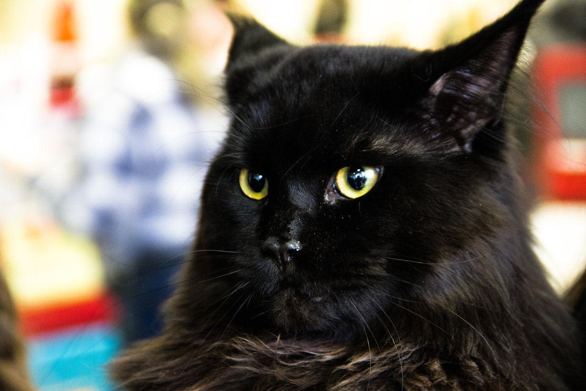 Черный кот Бегемот