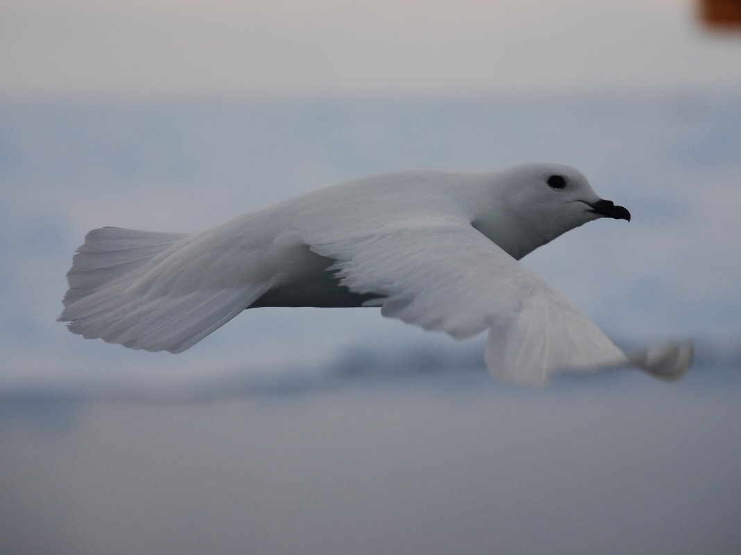 Снежный голубь - Александр Терентьев