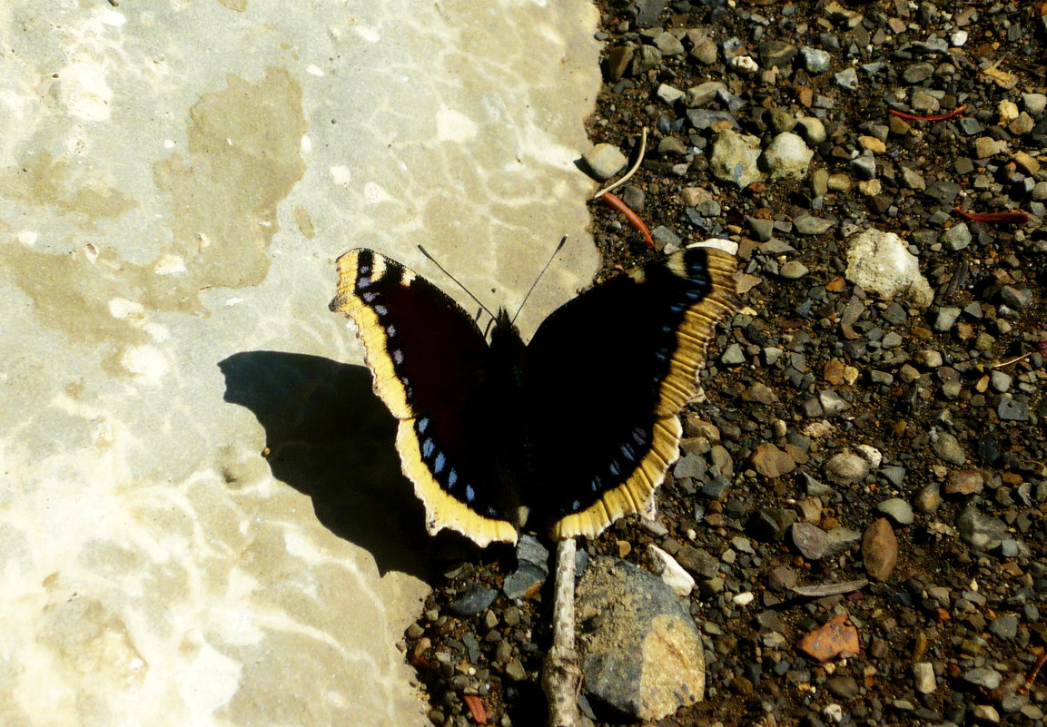 Бабочка - Надежда 