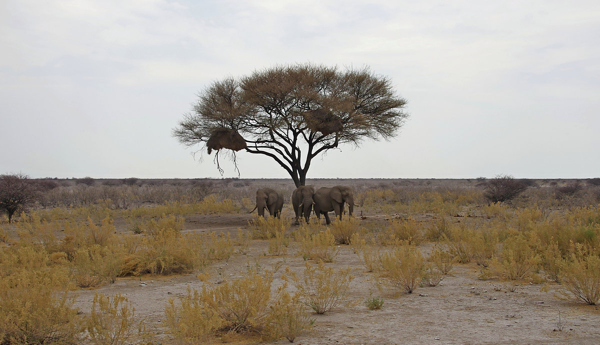 Намибия.Три слона. - Михаил Рогожин