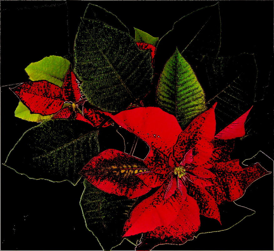 Пуансетия в разгаре цветения - Нина Корешкова