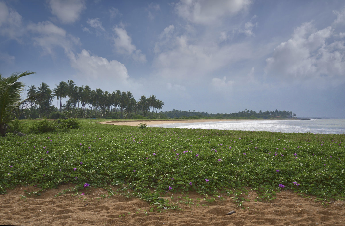 Негомбо-Вайккал. Цейлон. Negombo-Waikkal. Ceylon - Юрий Воронов