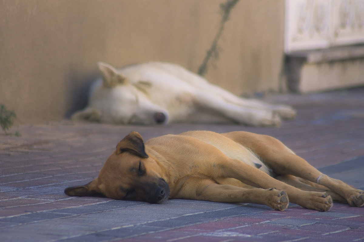 Спят усталые собаки - Ефим Журбин