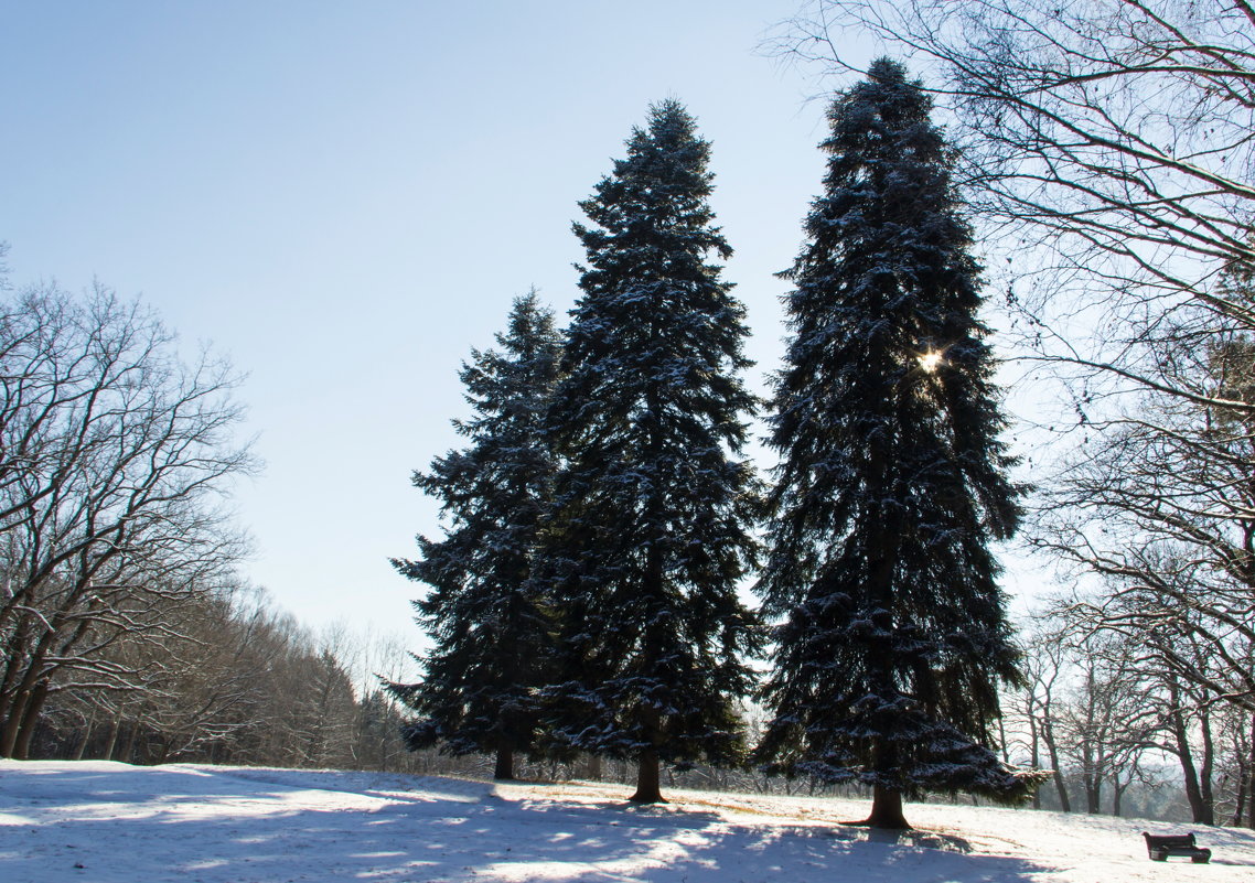 Зима в Кисловодском парке - Герасим Харин