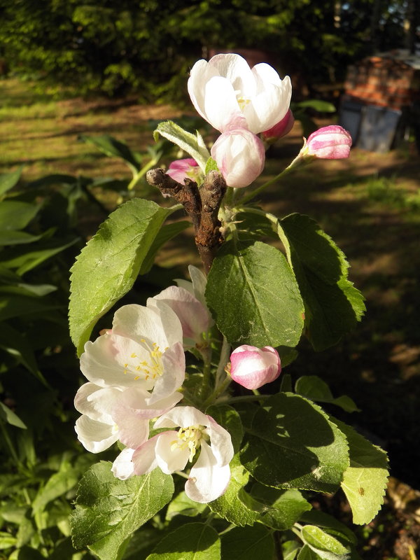 Яблони в цвету, весны творенье - Регина Пупач