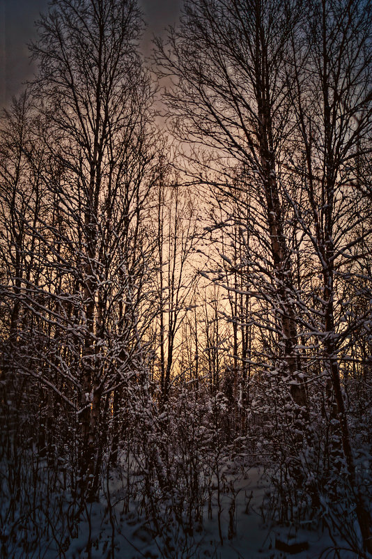 нежный зимний закат, проявляется сквозь снежные деревья. - Валерия Воронова