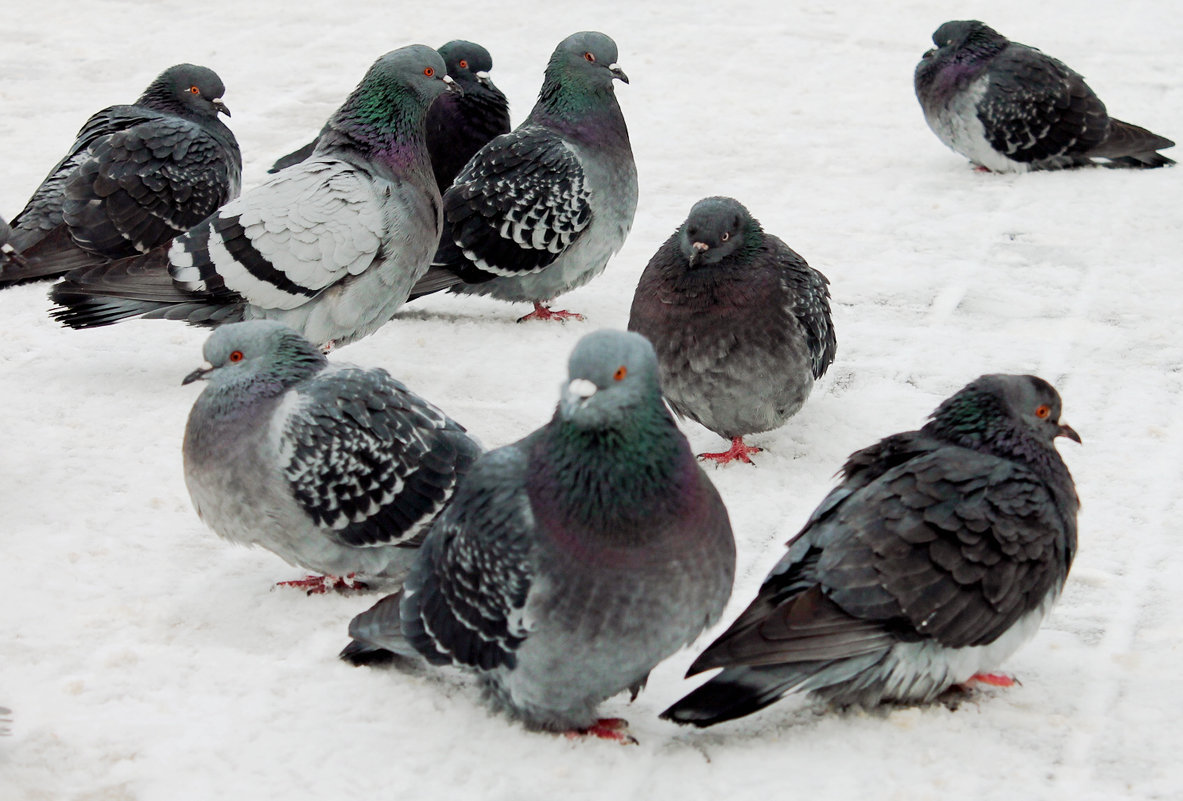 замерзшие голуби - elena manas