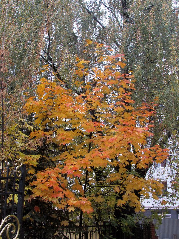 Осень - Валюша Черкасова