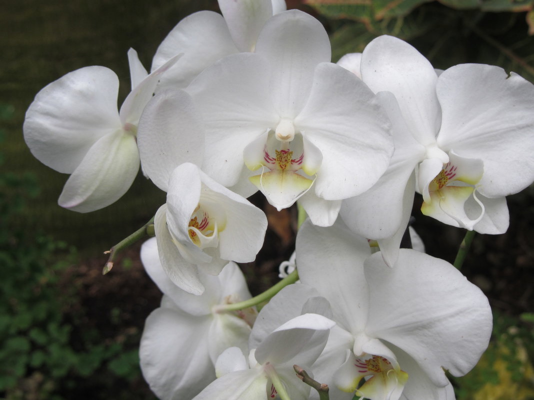 Орхидеи - Герович Лилия 