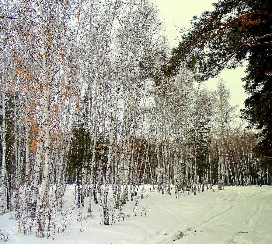 Зима в лесу. - Мила Бовкун