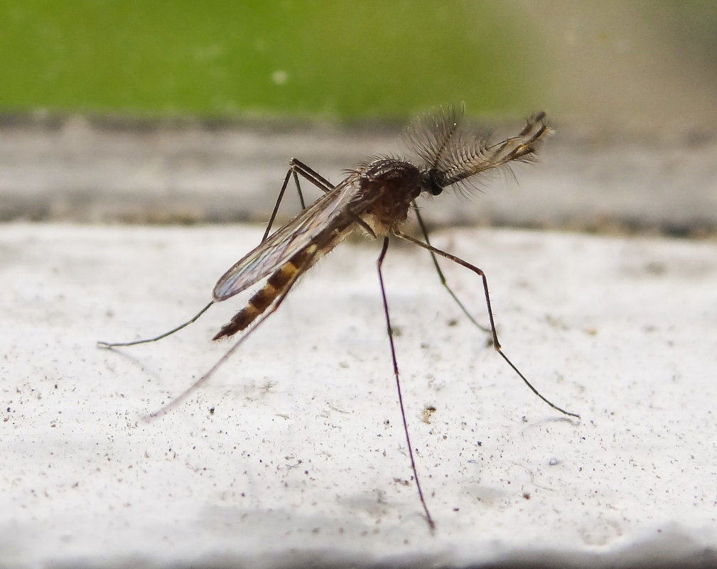 Обычный комар - Геннадий Г.