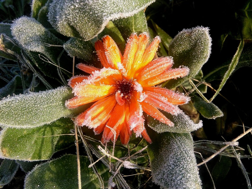 снежный цветок - Mariya laimite
