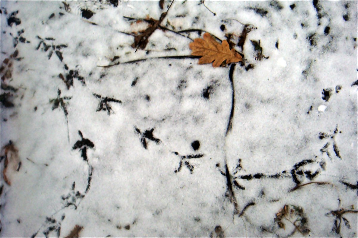 Следы на снегу - Нина Корешкова
