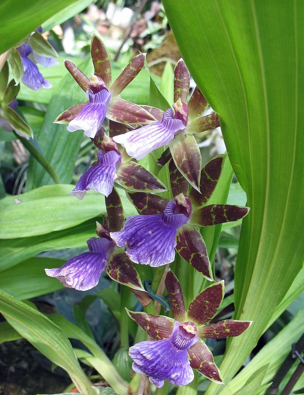 Орхидея Зигопеталум - Елена Павлова (Смолова)