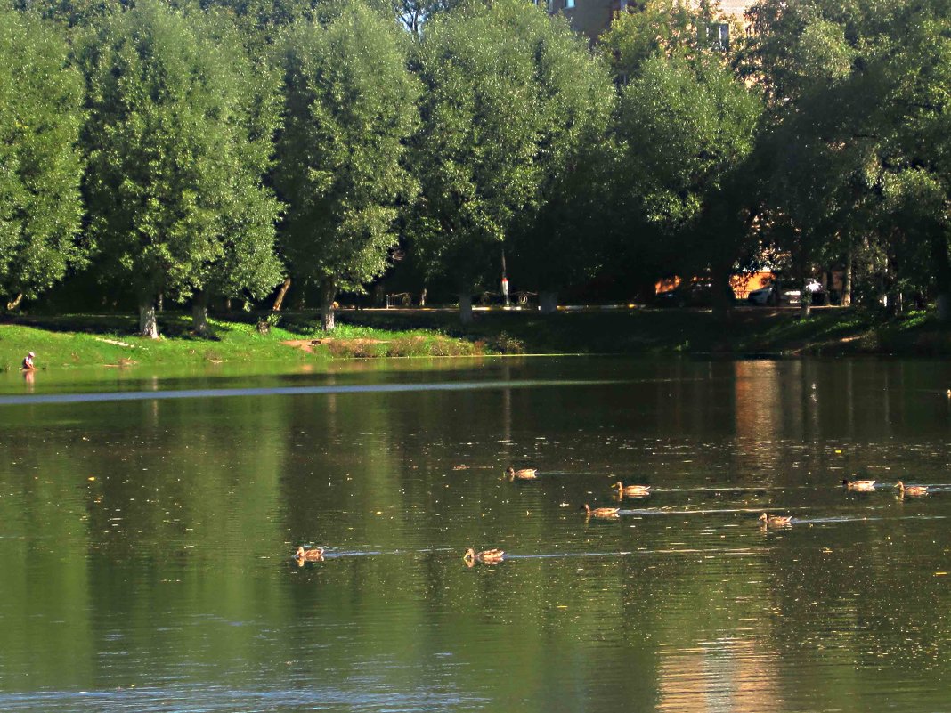 На озере летом - Елена Семигина