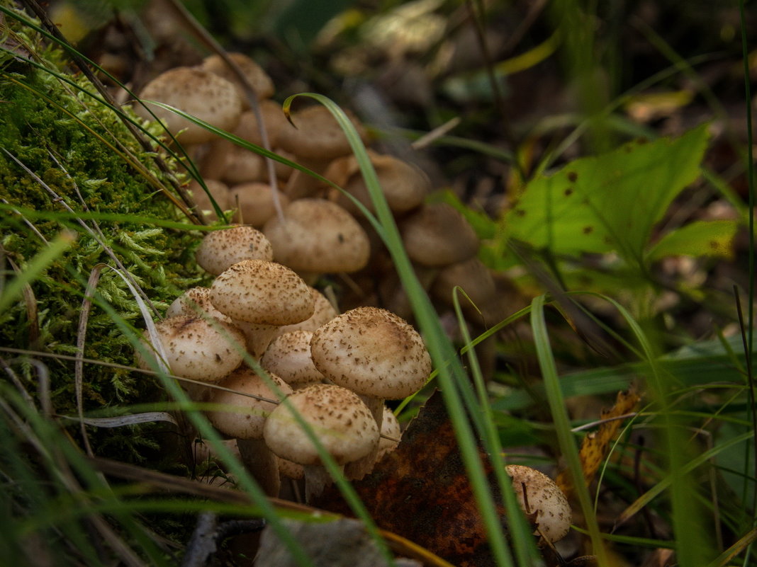 Опята грибы степные