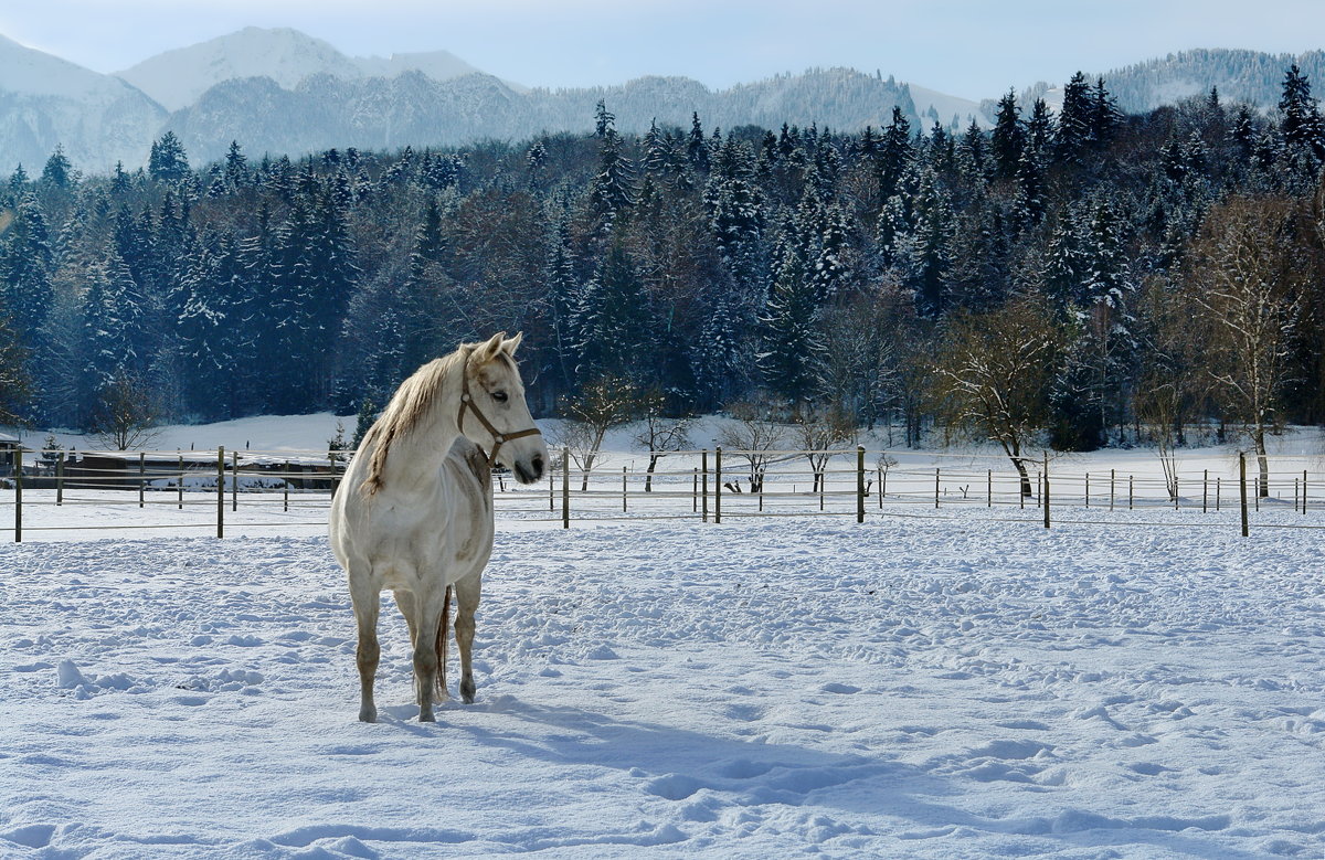 Белый конь - Elena Wymann