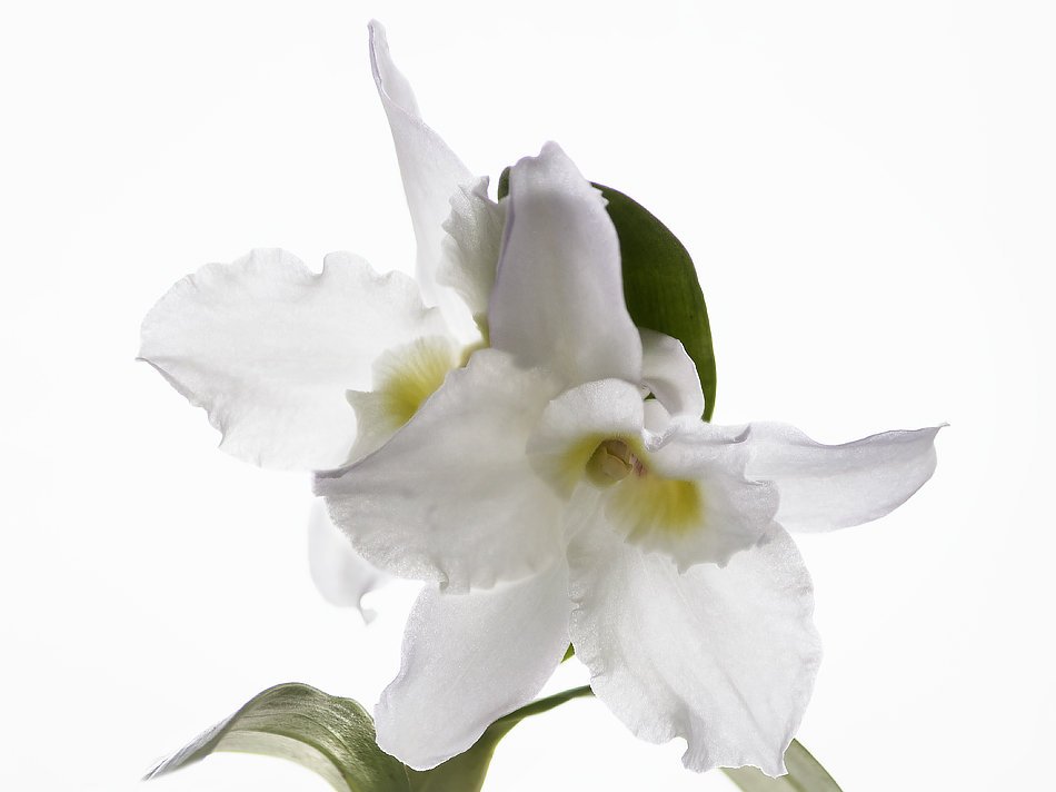 Орхидея дендробиум - Ирина Приходько