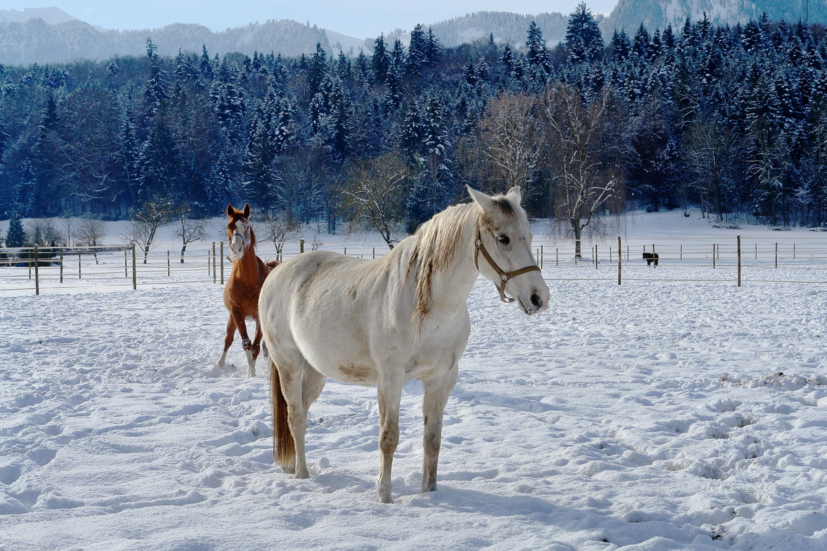 Белый конь, Красный конь.., как две песни:) - Elena Wymann